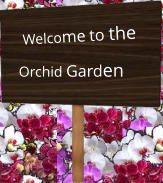 Welcome to the Orchid Garden
