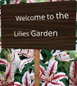 Welcome to the Lilies Garden