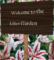 Welcome to the Lilies Garden